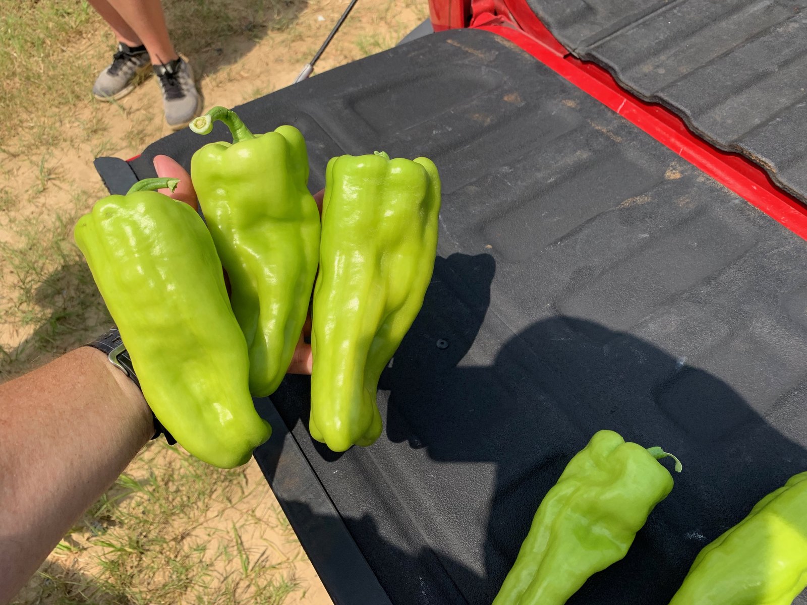 Freshly harvested BIMINI hybrid Cubanelle peppers held in hand on a truck tailgate — large, light green, thick-walled fruit